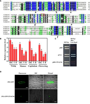 ClNAC84 interacts with ClMIP to regulate the cell cycle and reduce the size of Chrysanthemum lavandulifolium organs